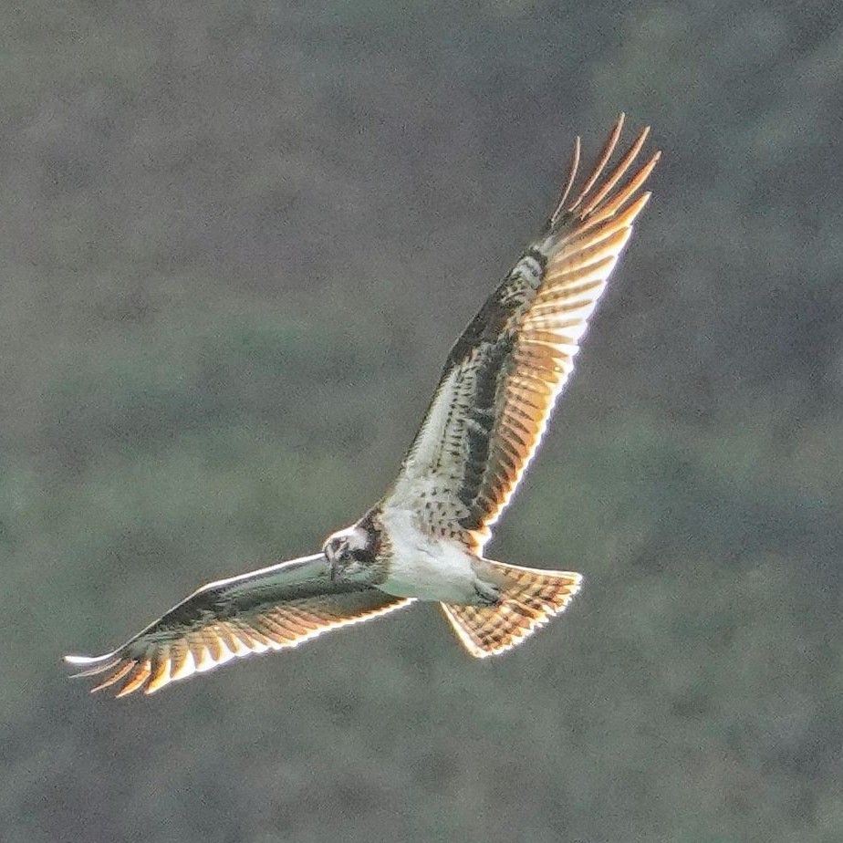 Águila Pescadora - ML646765066