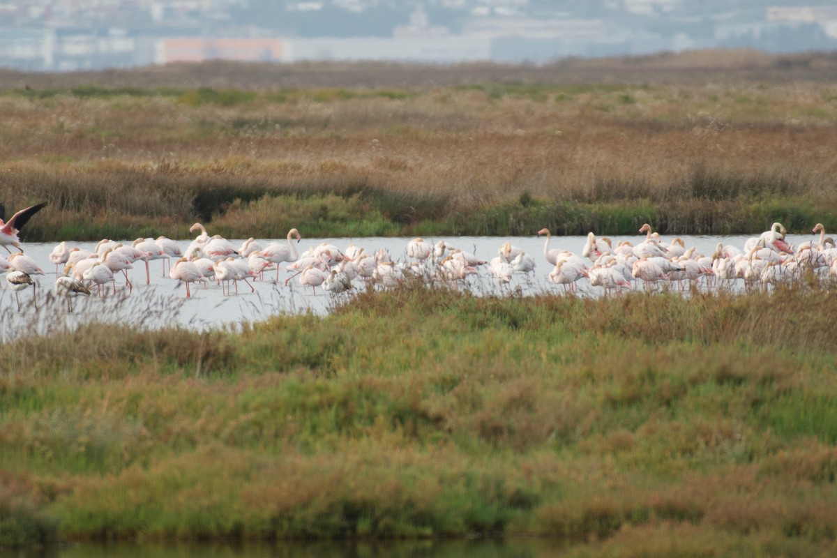 Flamenco Común - ML646765070