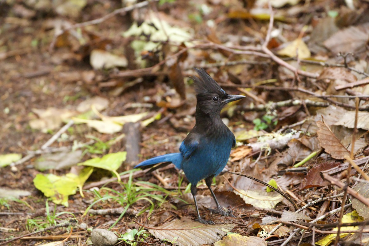 Chara de Steller - ML646765071