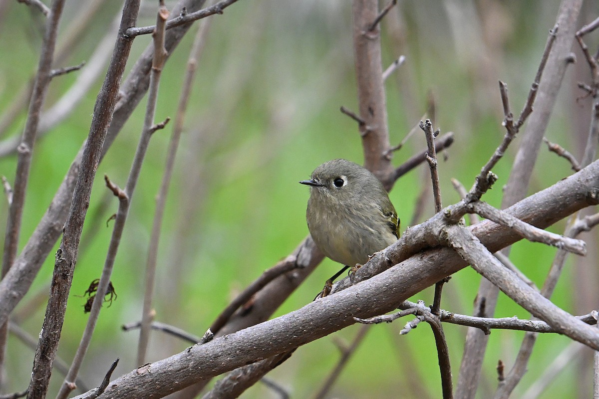 Reyezuelo Rubí - ML646765072