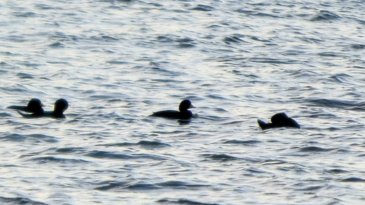 Negrón Americano - ML646765075