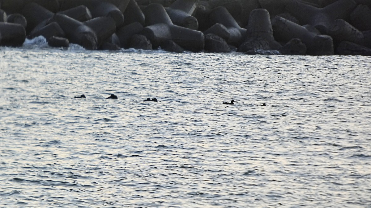 Negrón Americano - ML646765076