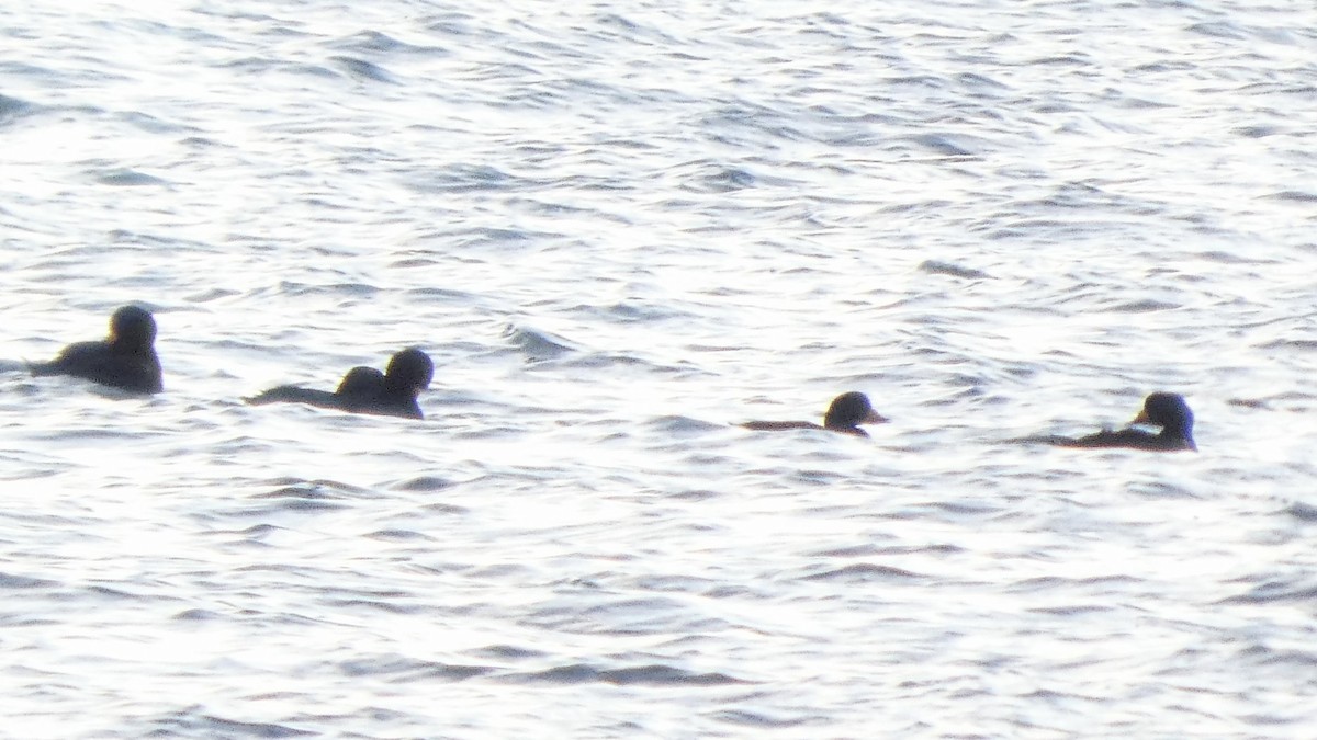 Negrón Americano - ML646765077