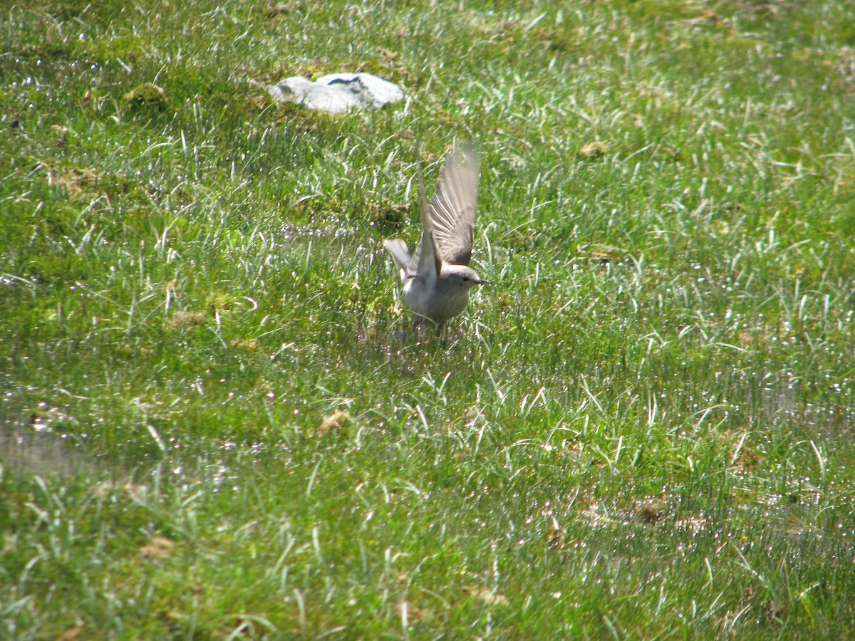 Dormilona Fraile - ML646765078