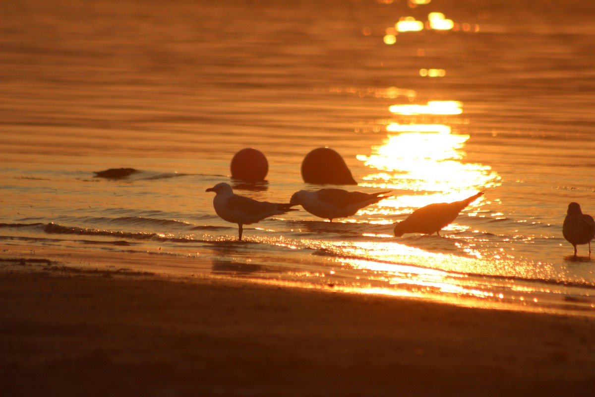 Gaviota de Delaware - ML646765079