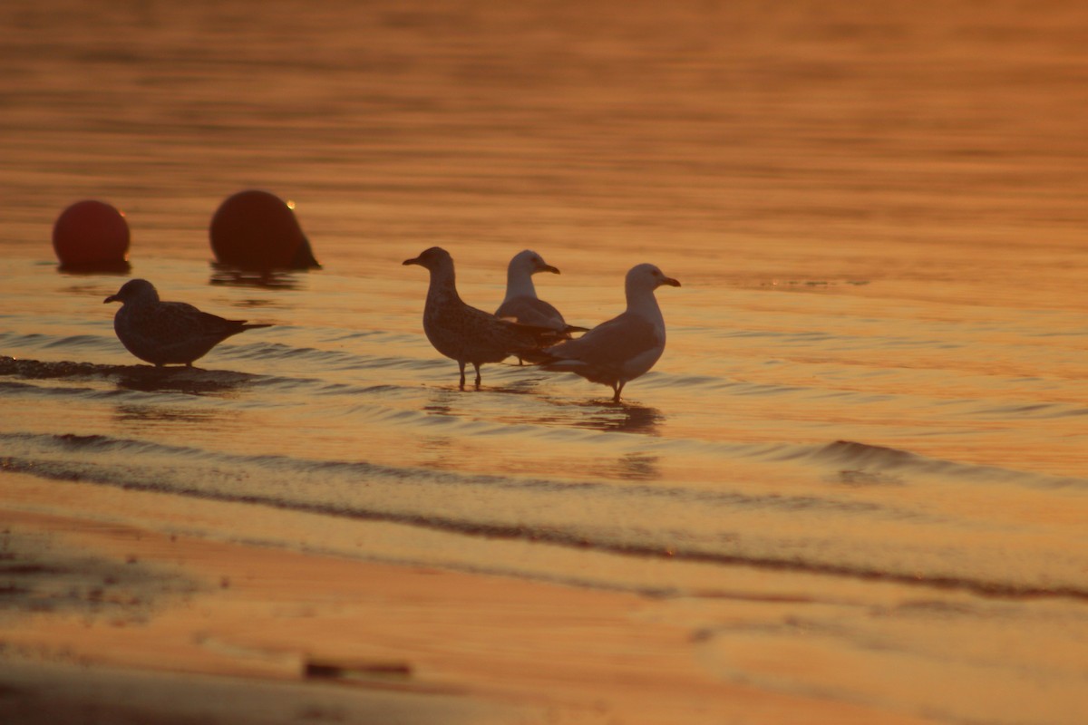 Gaviota de Delaware - ML646765080