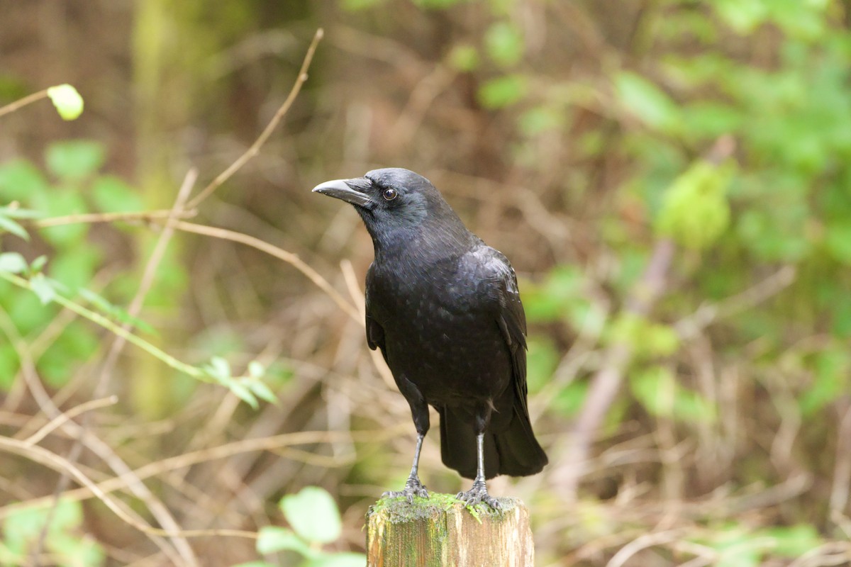 Cuervo Americano - ML646765081