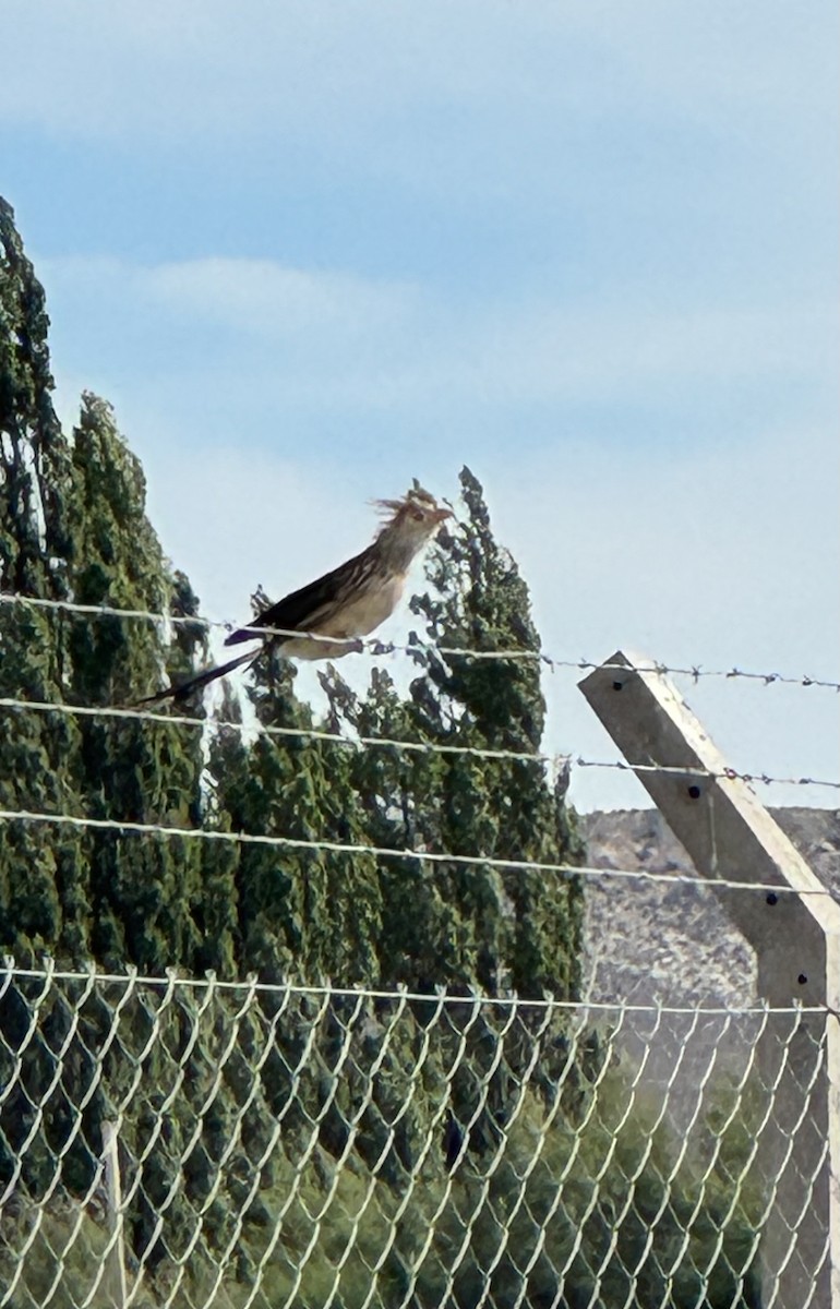 Pirincho - ML646765082