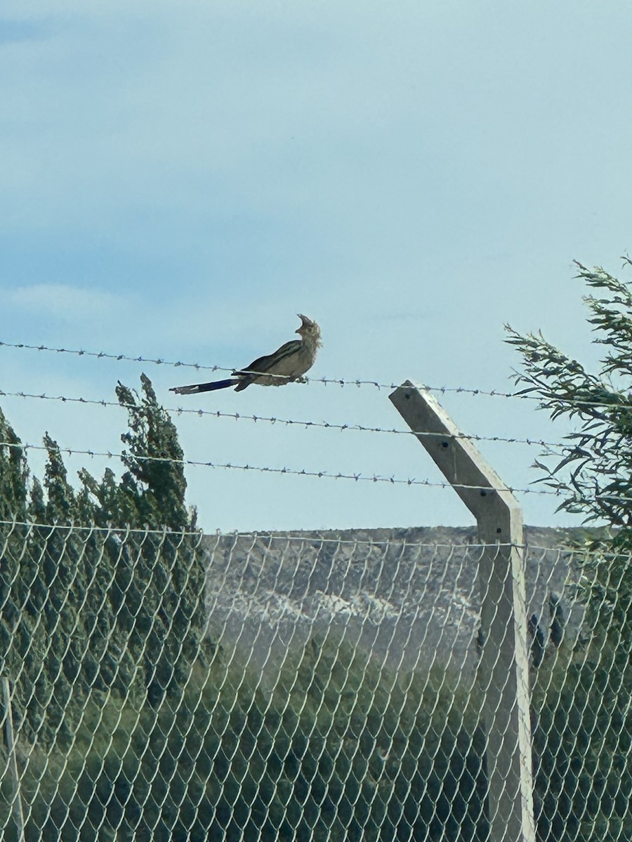 Pirincho - ML646765083