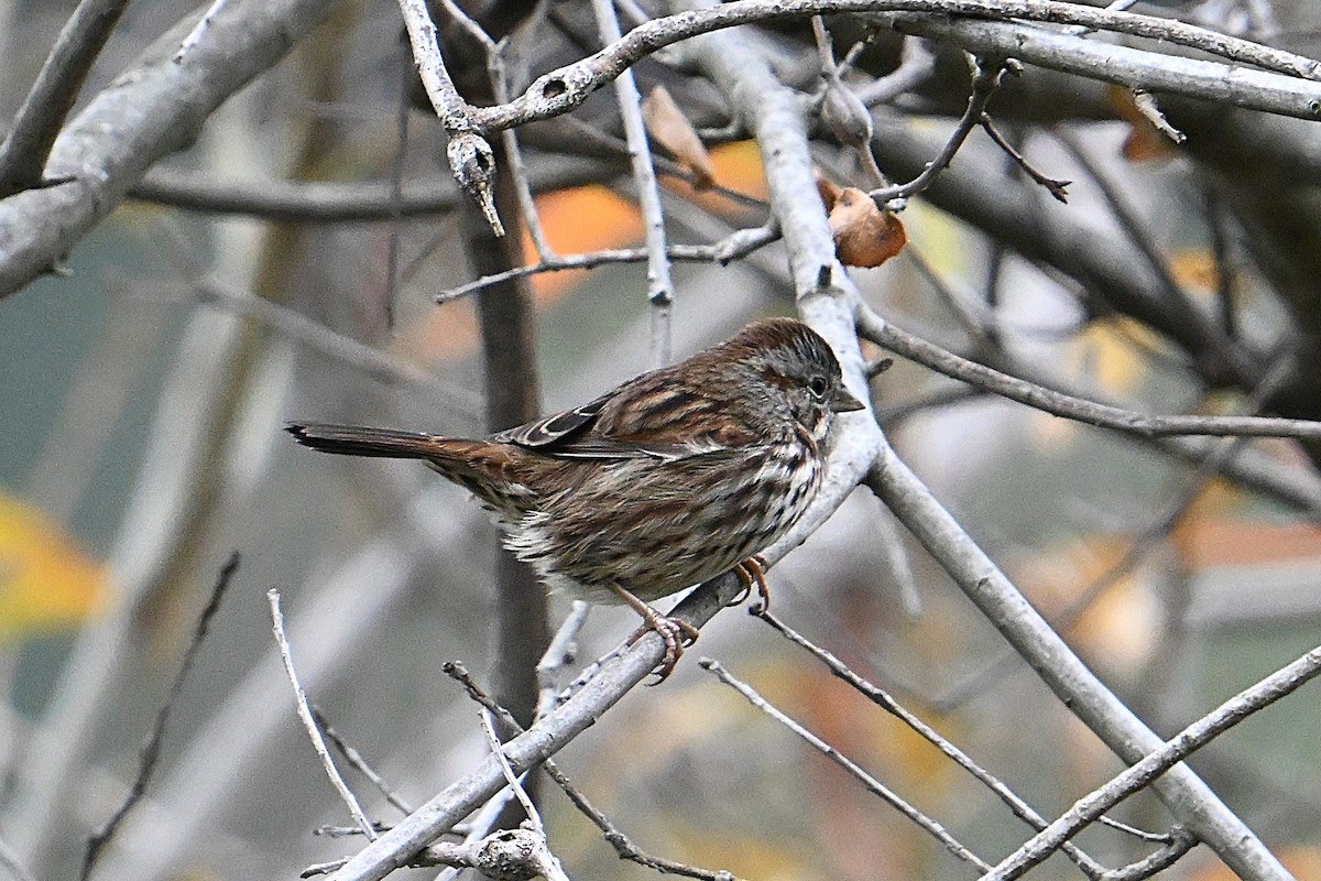 Chingolo Cantor - ML646765084