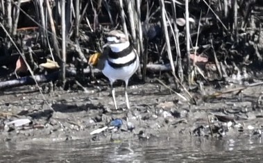 Chorlitejo Culirrojo - ML646765085