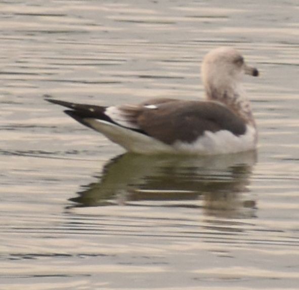 Gaviota Sombría - ML646765089
