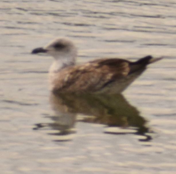 Gaviota Sombría - ML646765090