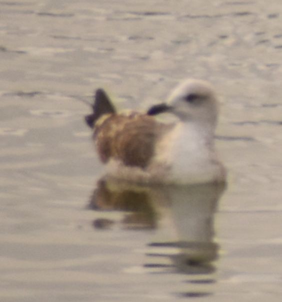 Gaviota Sombría - ML646765091