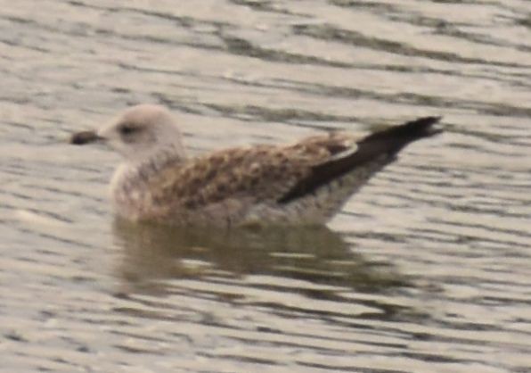 Gaviota Sombría - ML646765092