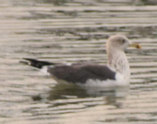 Gaviota Sombría - ML646765093