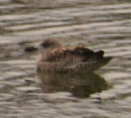 Gaviota Sombría - ML646765094