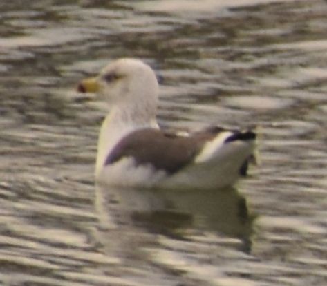 Gaviota Sombría - ML646765095
