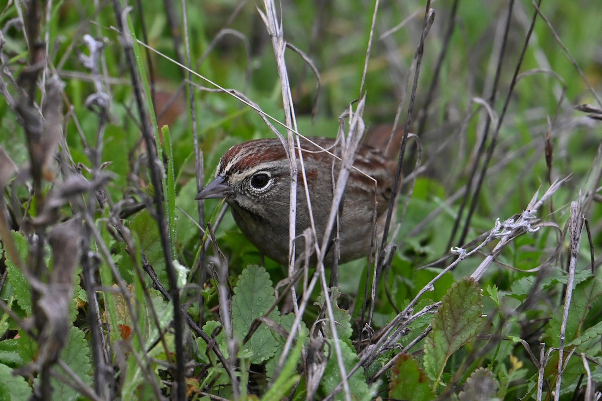 Chingolo Coronirrufo - ML646765096