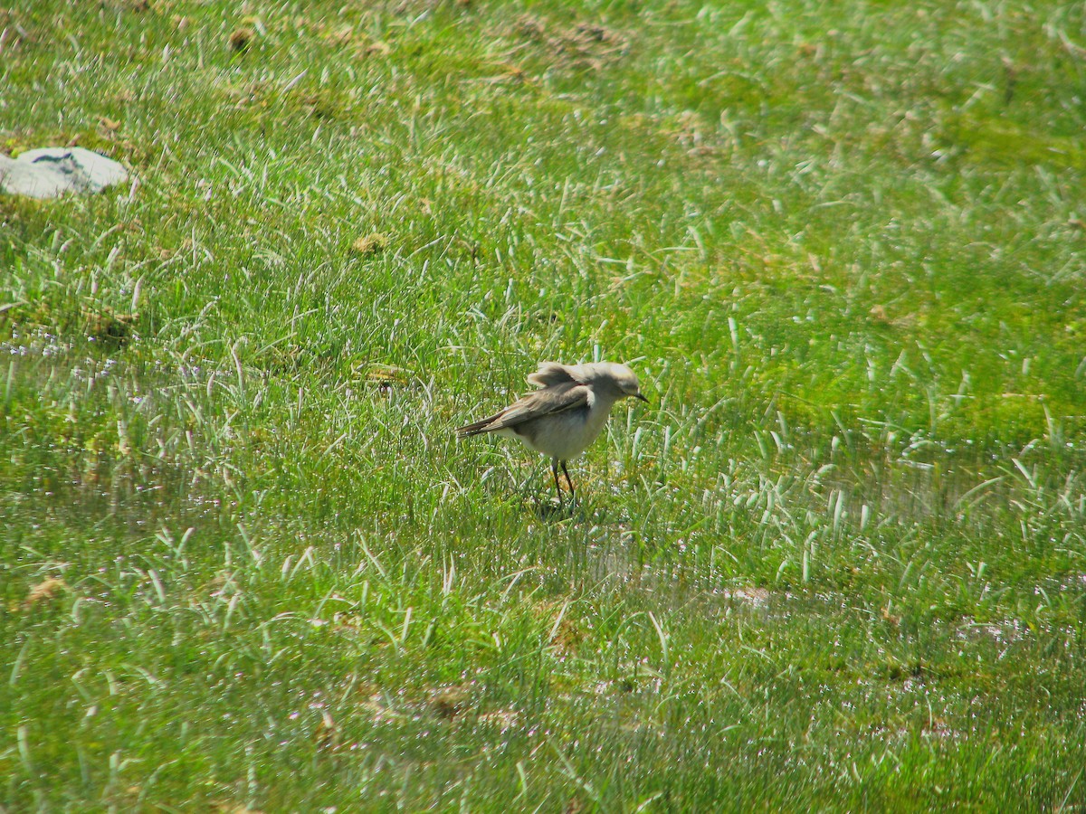 Dormilona Fraile - ML646765097