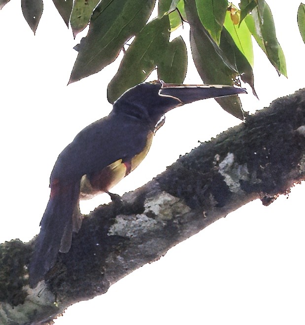 Arasarí Acollarado - ML646765098