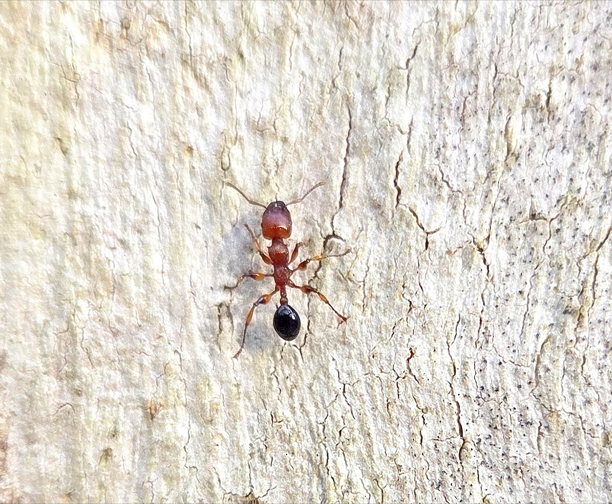 Muscleman Tree ant - ML646765099