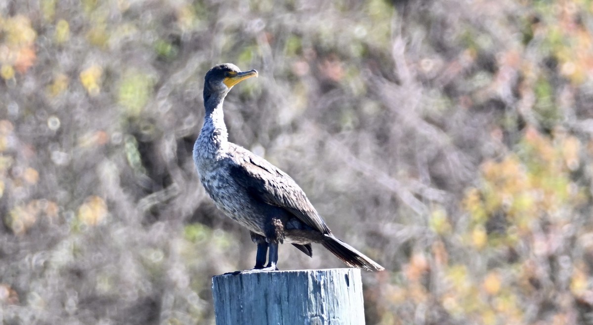 totoppskarv - ML646765103