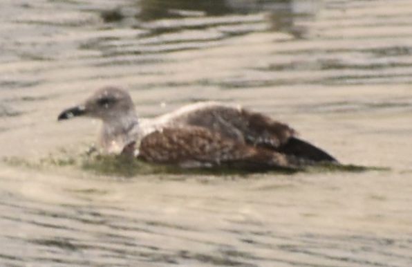 Gaviota (Larus) sp. - ML646765104
