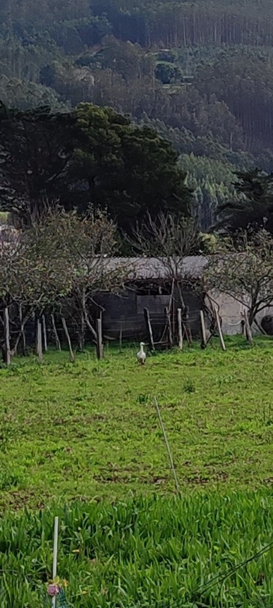 Cigüeña Blanca - ML646765105