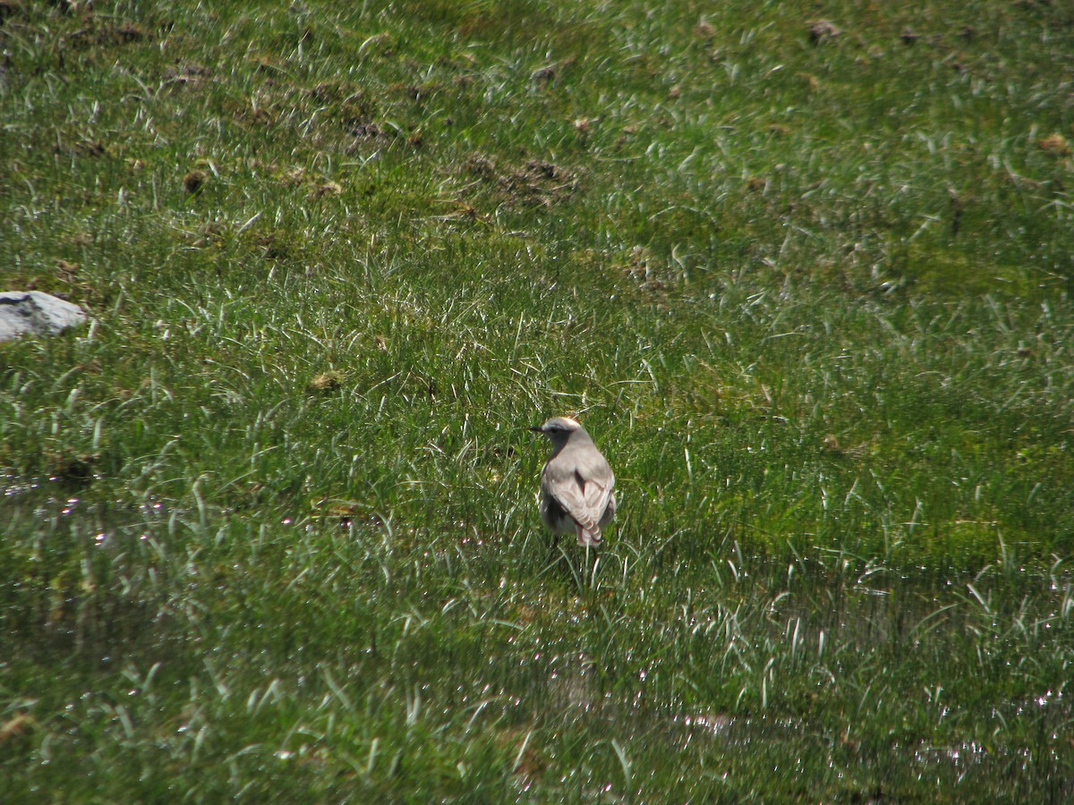 Ochre-naped Ground-Tyrant - ML646765116