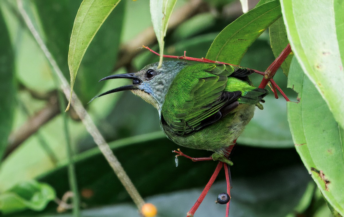 Shining Honeycreeper - ML646765118