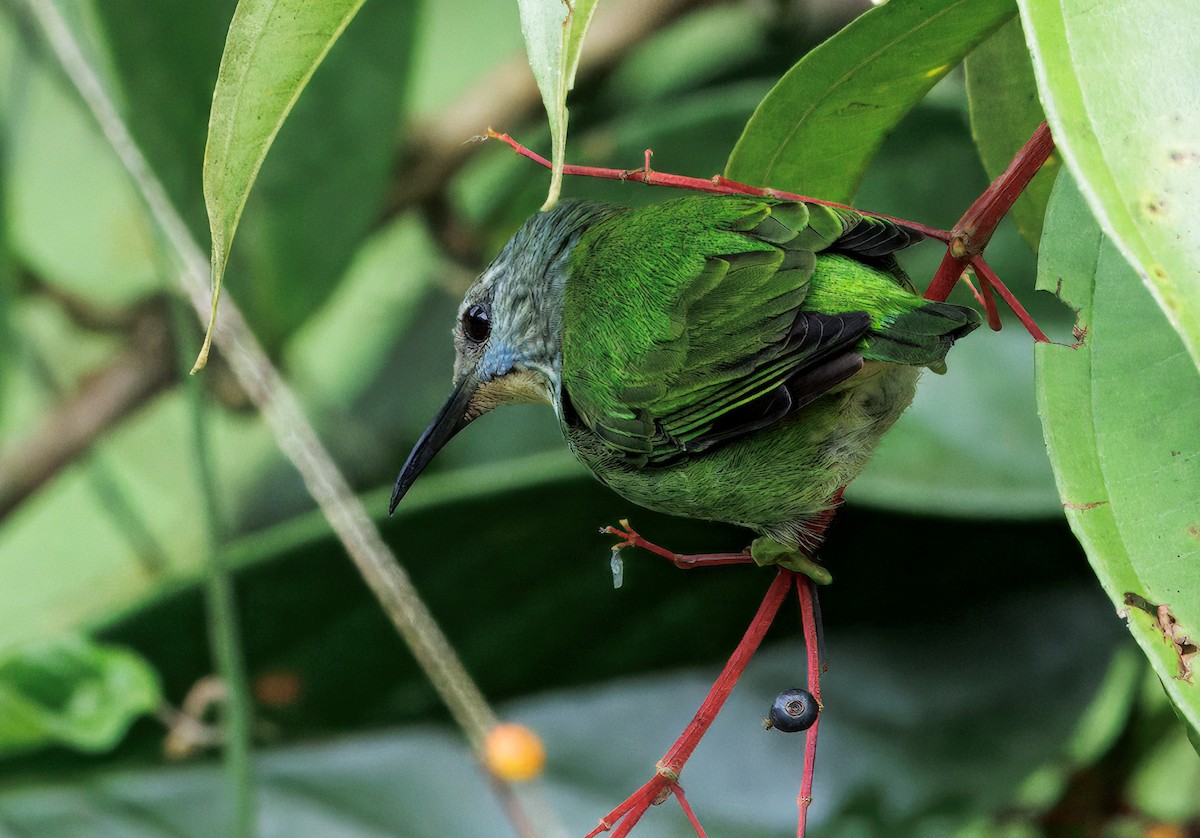 Shining Honeycreeper - ML646765119