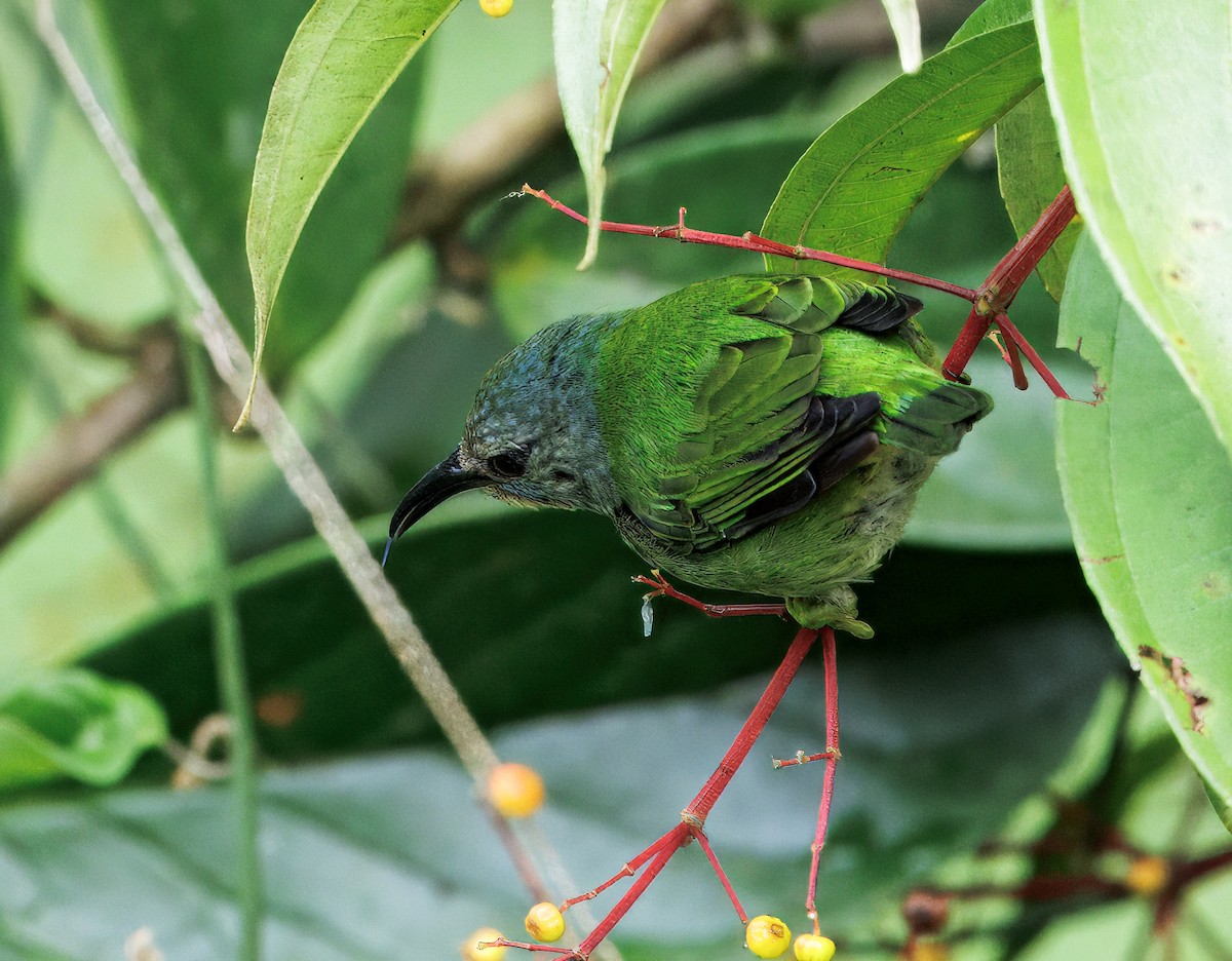 Shining Honeycreeper - ML646765120