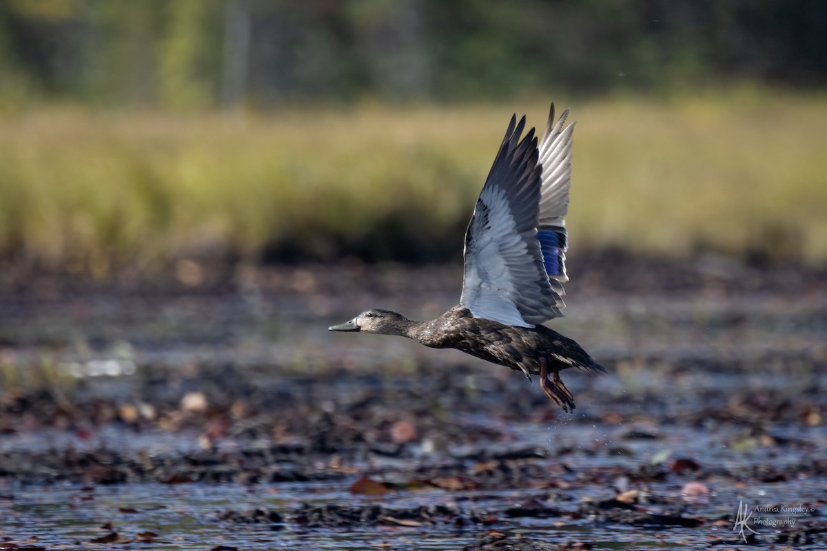 rødfotand - ML646765122