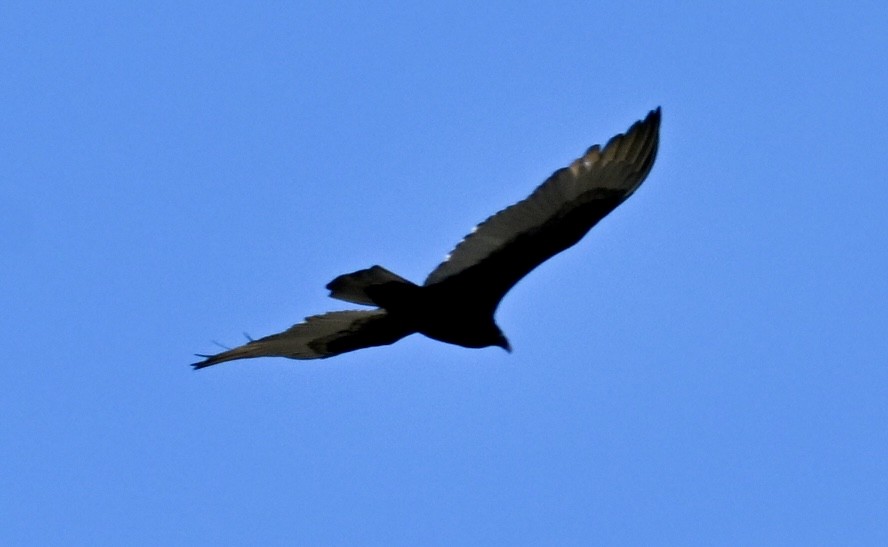 Turkey Vulture - ML646765123