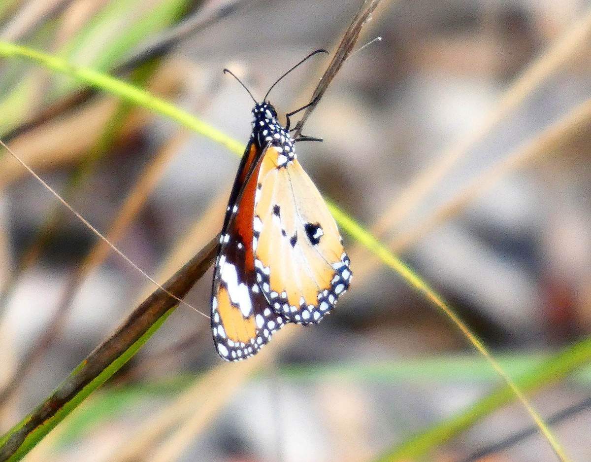 Lesser Wanderer - ML646765125