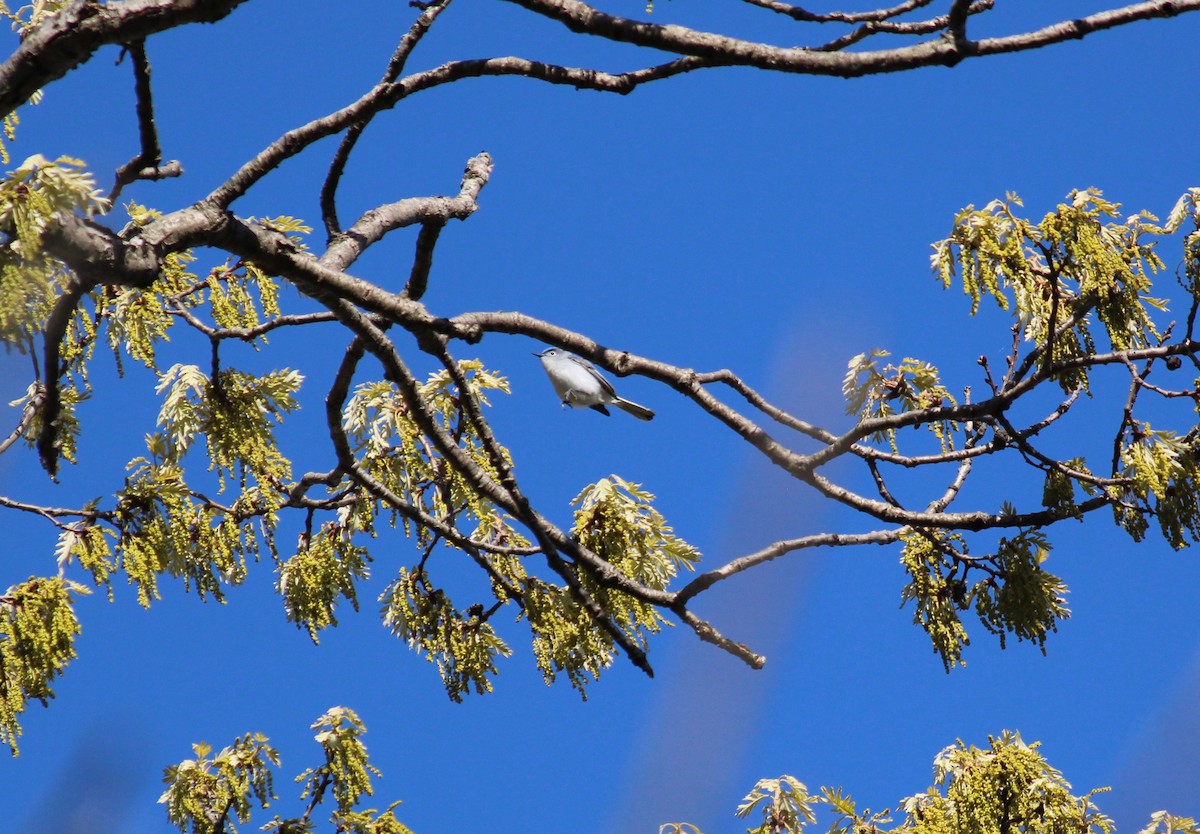 Blue-gray Gnatcatcher - ML646765127