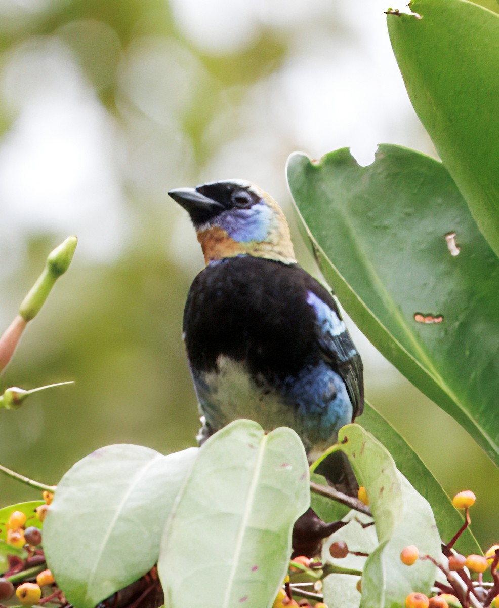 Золотистоголовая танагра - ML646765128