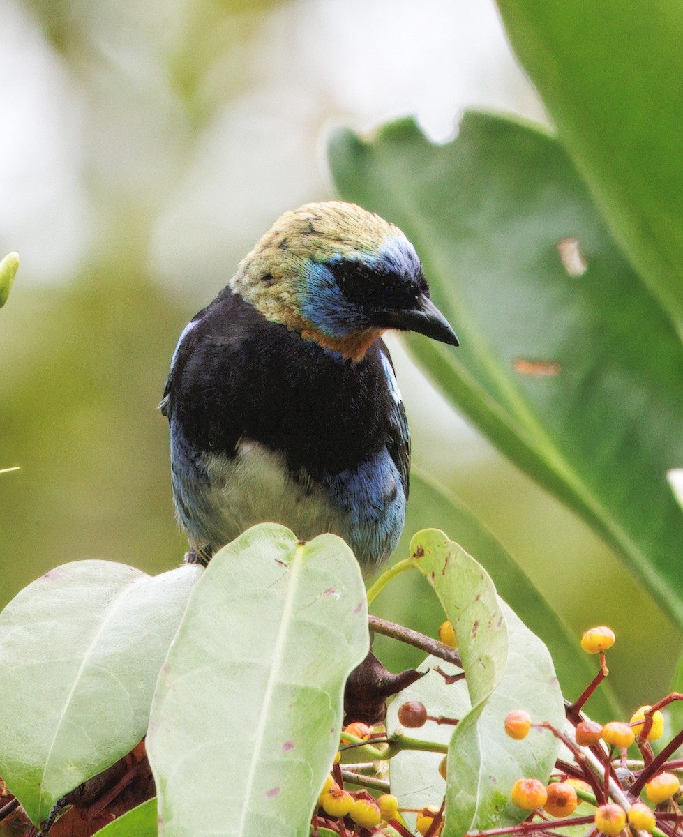 Золотистоголовая танагра - ML646765129