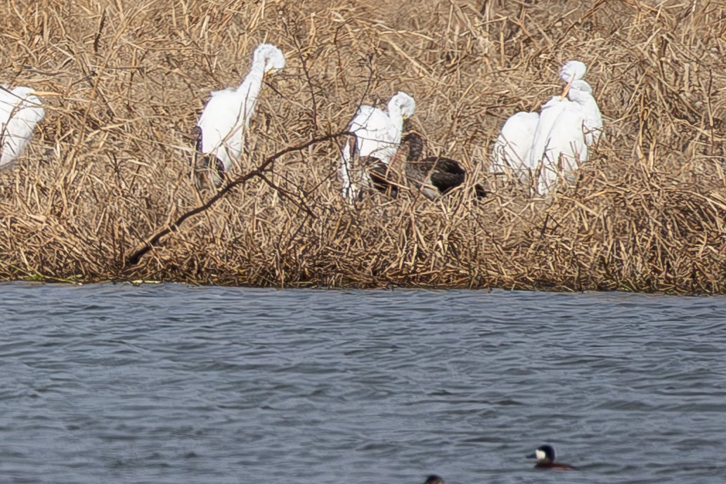 White Ibis - ML646765130