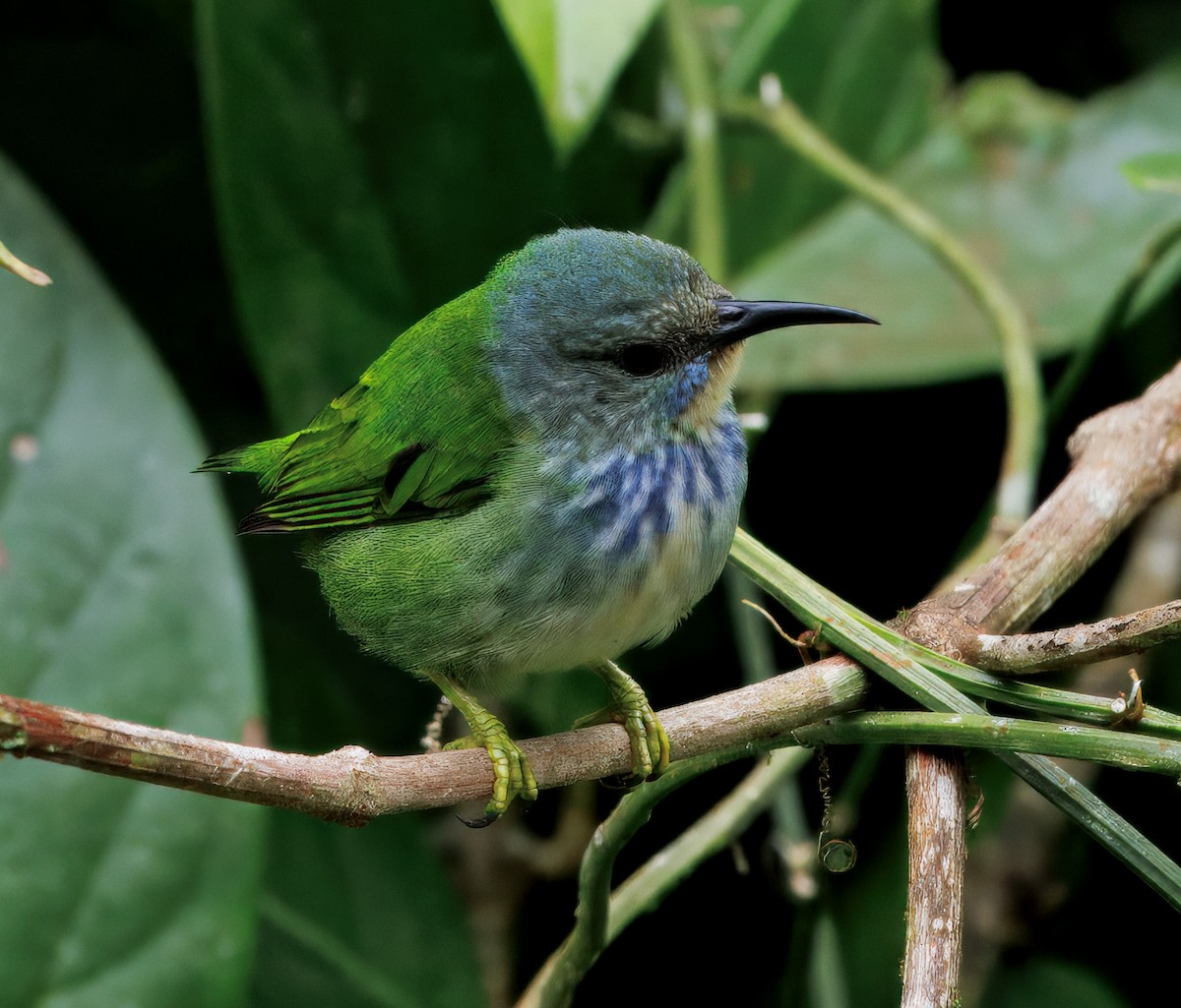 Shining Honeycreeper - ML646765133