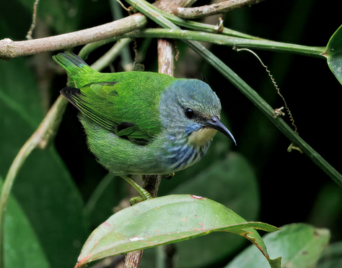 Shining Honeycreeper - ML646765134