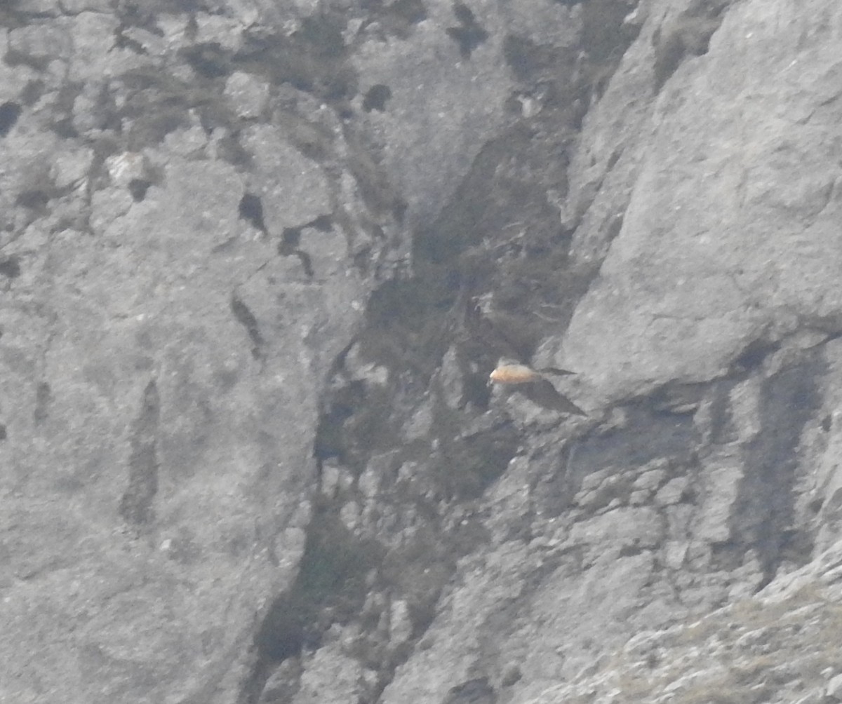 Бородач - ML646765139