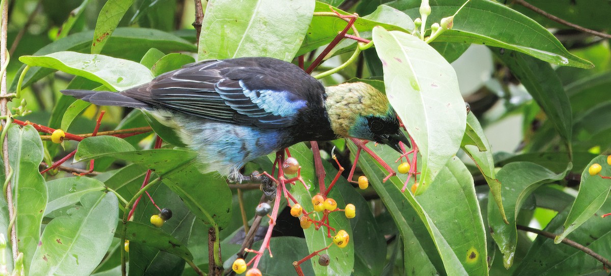 Золотистоголовая танагра - ML646765143