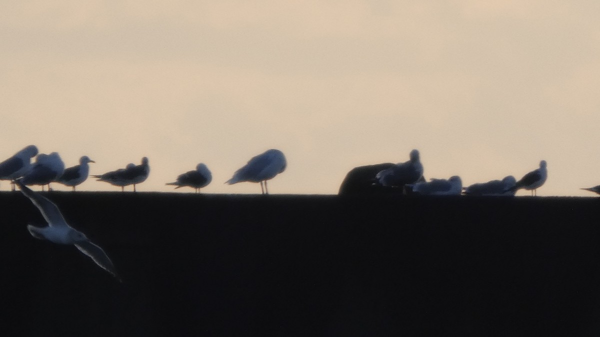 gråvingemåke - ML646765144