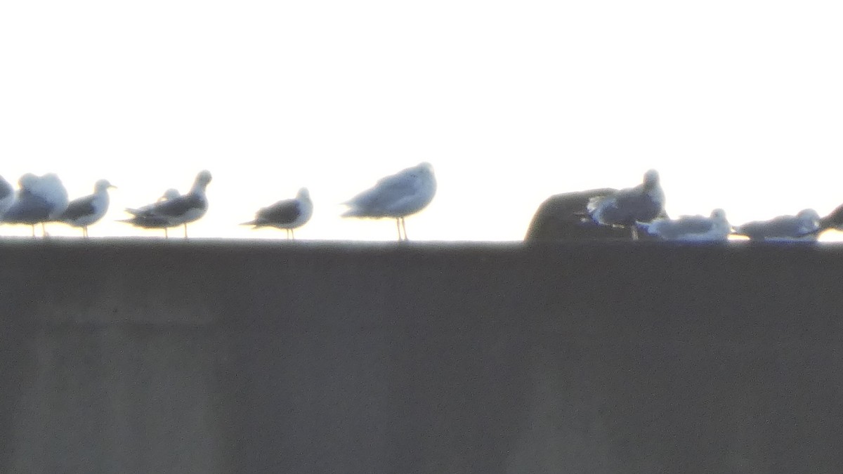 gråvingemåke - ML646765145