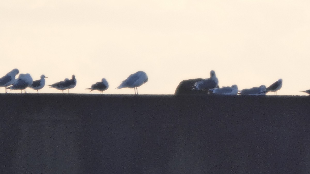 gråvingemåke - ML646765146