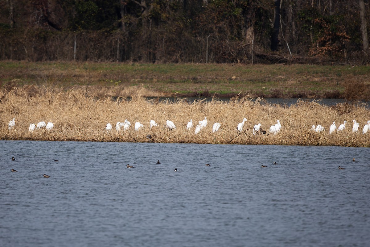 Airone bianco maggiore - ML646765148