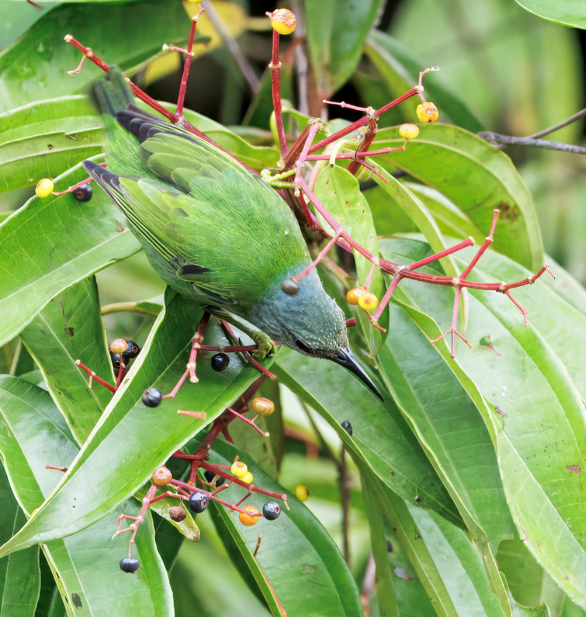 Shining Honeycreeper - ML646765149