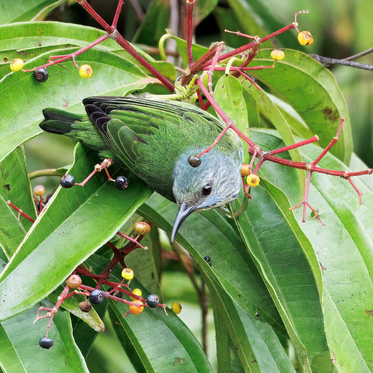 Shining Honeycreeper - ML646765150